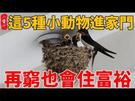 蟋蟀風水|【房間 蟋蟀】房間裡出現蟋蟀的秘密：寓意與徵兆大公開